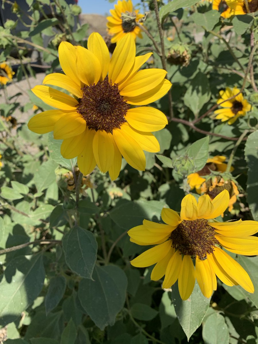 Kathy Rice tweet media