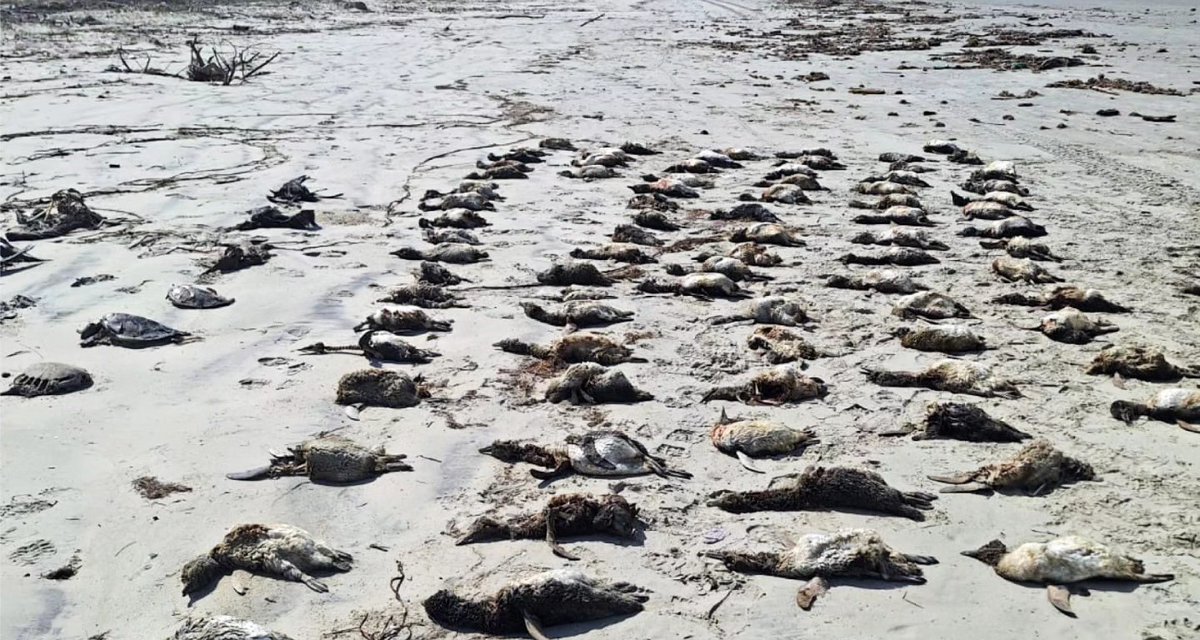 boqnews's tweet image. #Pinguins Em uma semana, mais de 700 pinguins são encontrados mortos em praias do litoral paulista. Foto: IPeC-Divulgação boqnews.com/vida/mortes-de…