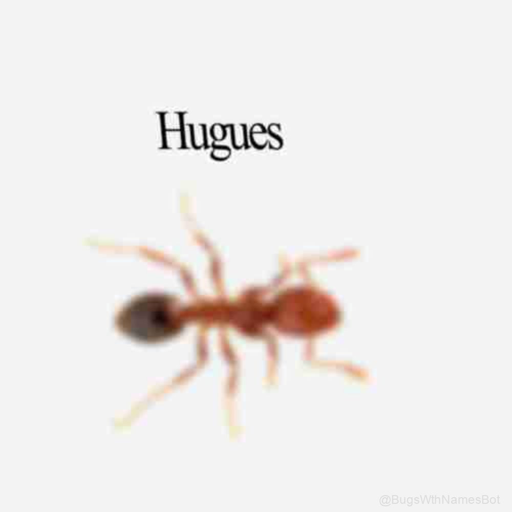 BugsWthNamesBot's tweet image. 🐜 Hugues