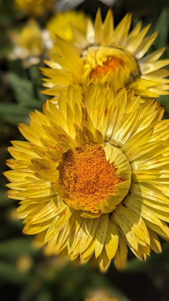 おはようございます😃
８月２４日　（日）　☀
今日は　🐾🐕️犬のまるちゃんに会いに行ってきます🚙
ついでにランチ🥗
楽しみ〜(⁠・⁠∀⁠・⁠)
穏やかな１日をお過ごしくださいね😊ෆ⁠╹⁠ ⁠.̮⁠ ⁠╹⁠ෆ
#ガーデニング🌱