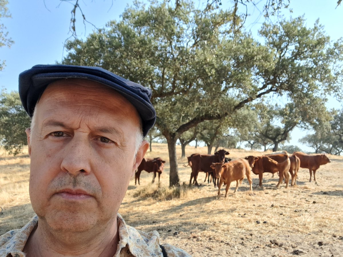 Carlos Gregorio Hernández (@chernandez2030) on Twitter photo 🌳🐂Preparando la recría en la #dehesaextremeña. 👇
#Ganaderíaextensiva
#dehesa 🌳🐂Preparando la recría en la #dehesaextremeña. 👇
#Ganaderíaextensiva
#dehesa