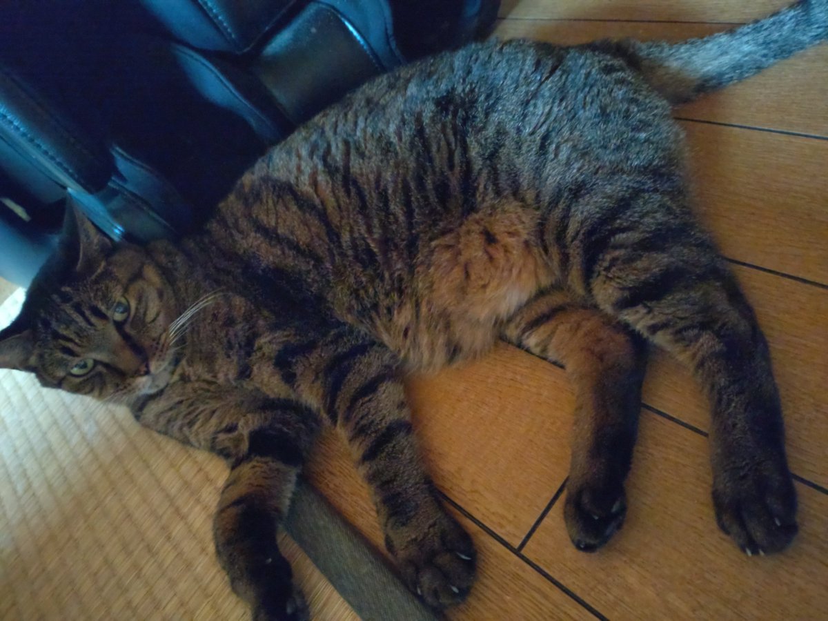 🐾今朝のにゃんこ🐾