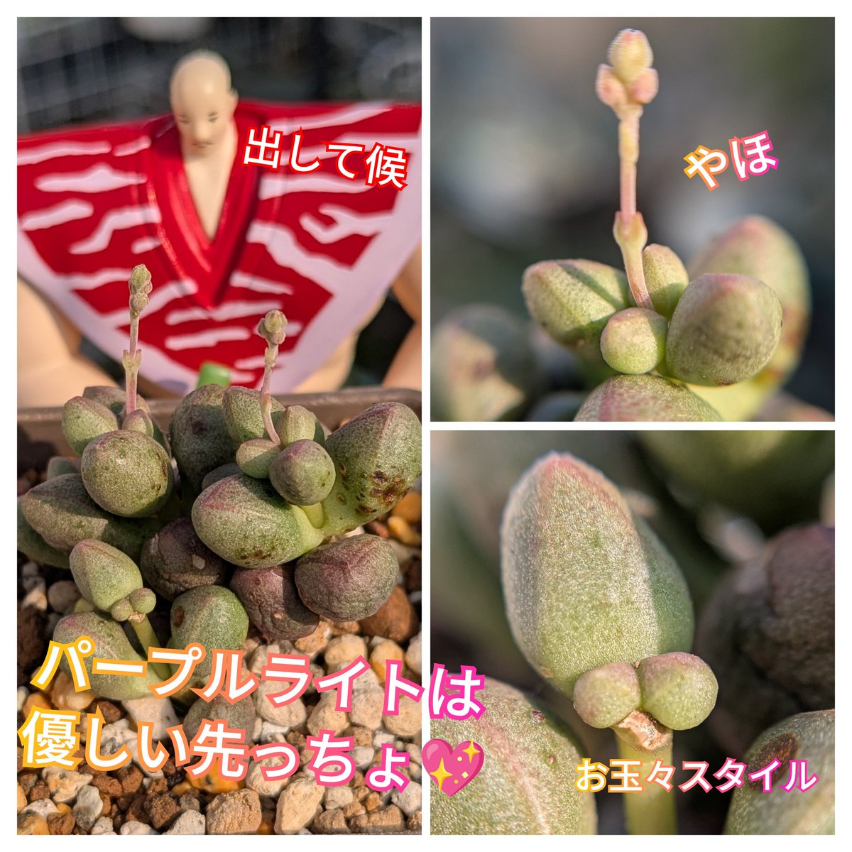 夏が終わらずお怒りなのか
先っちょに怒りが溢れてきた多肉おりますです
＃多肉植物
わたくしも終わらない夏の暑さにお怒りです(エアコン効いた室内からお怒り)🥸💢