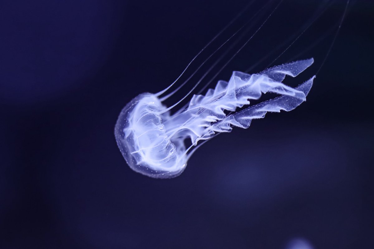 【海月ページ】 立体海月図鑑 – 株式会社ザ・アクセス-TheACCESS-