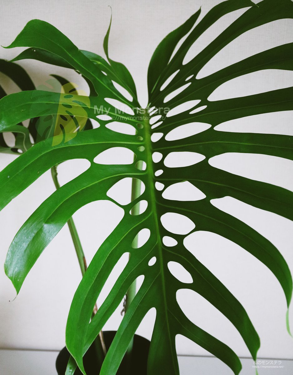 2022年5月10日から約3年間育てあげ、花が咲くまで成熟したモンステラスケルトンの脇芽をトップカットしました。これでも脇芽ですけれど、めちゃくちゃずっしり重いです。一枚の葉のサイズは90センチあります。穴あきまくりで切れ込みも深いとてもカッコよく美しいモンステラです。