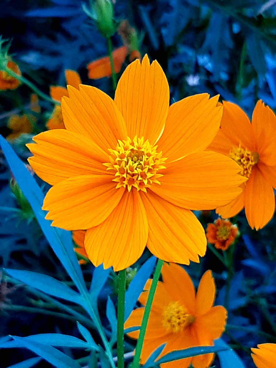 おはようございます‼️
今日も、皆様にとって良い一日になります様に‼️

今日の一語　亡羊補牢(ぼうようほろう)

失敗の後に慌てて改善すること。羊が逃げた後に囲いを修繕すること。問題が発生した後、反省し対策を講ずれば役に立つという教訓。

#石破辞めろ
#移民政策反対
#日本を取り戻す