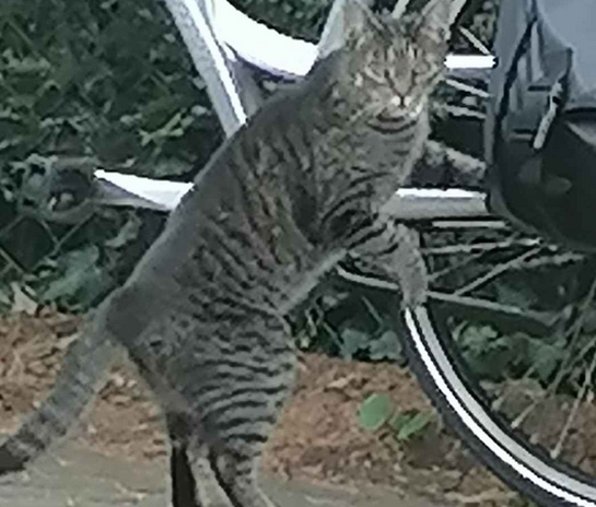 Touma Tengu 💜🐂 Bull Vtuber tweet media