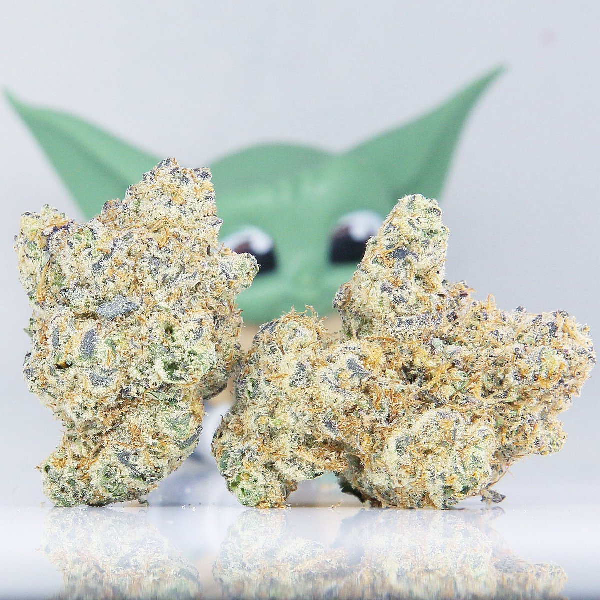 SpliffWizard (@spiiffwizard) on Twitter photo Baby Yoda 💫
(Khalifa Kush x The Menthol)
Photo <a href="/SpIiffWizard/">SpliffWizard</a>
Grow Resin Ranchers, (Oregon)
#marijuana #cannabis #cannabislife
#StonerFam #420content #weedsmokers #sexystoners #spliffwizard #weedlife Baby Yoda 💫
(Khalifa Kush x The Menthol)
Photo <a href="/SpIiffWizard/">SpliffWizard</a>
Grow Resin Ranchers, (Oregon)
#marijuana #cannabis #cannabislife
#StonerFam #420content #weedsmokers #sexystoners #spliffwizard #weedlife