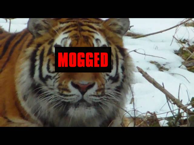 Peeps gonna notice the Moggers soon