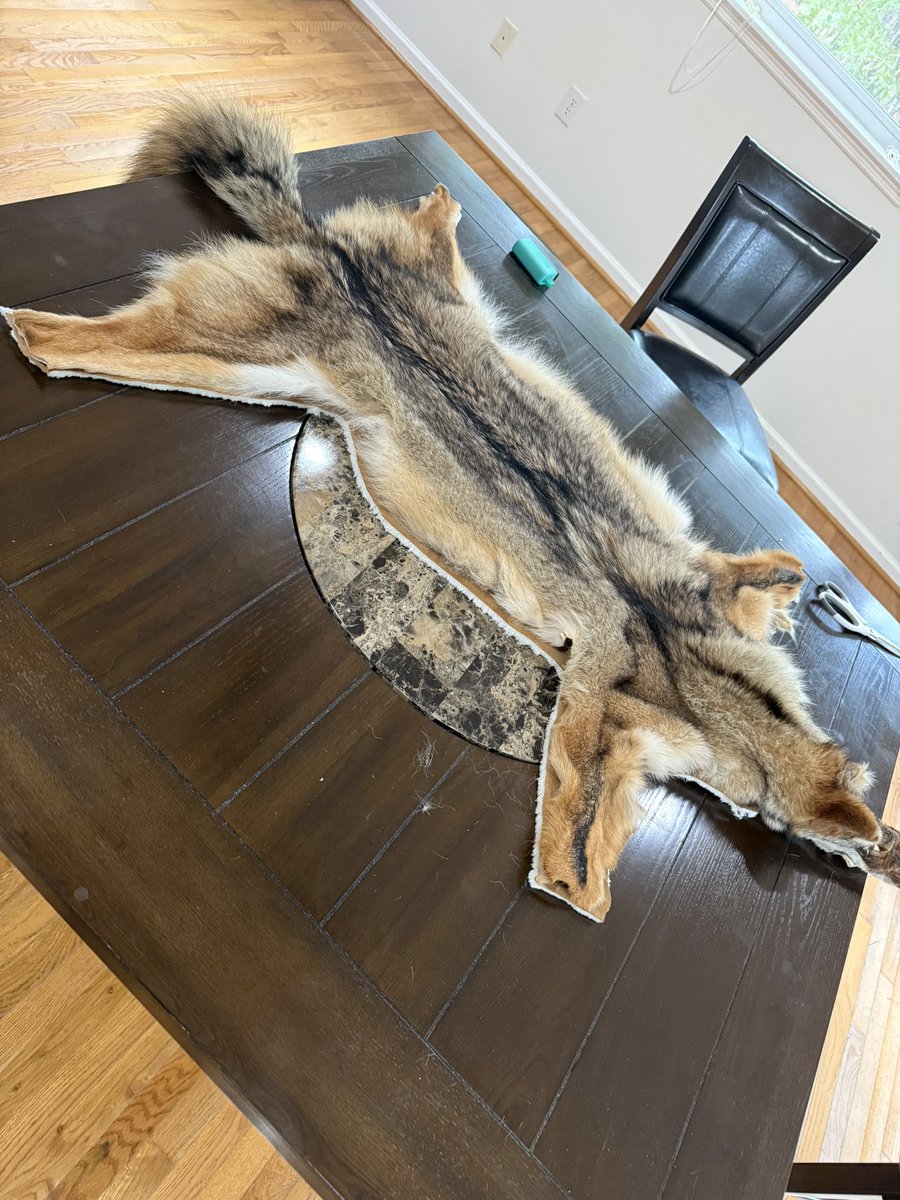 Cliff Godwin’s Burner (@notcliffgodwin) on Twitter photo NO GAME ON FROM 4-630 SO IM WORKIN ON A COYOTE THROW BLANKET . THIS IS THE HIDE I GOT BACK A CUPPLE MONTHS AGO I NAMED AFTER <a href="/tuffycentral/">Satisfied NCSU fan</a> NO GAME ON FROM 4-630 SO IM WORKIN ON A COYOTE THROW BLANKET . THIS IS THE HIDE I GOT BACK A CUPPLE MONTHS AGO I NAMED AFTER <a href="/tuffycentral/">Satisfied NCSU fan</a>