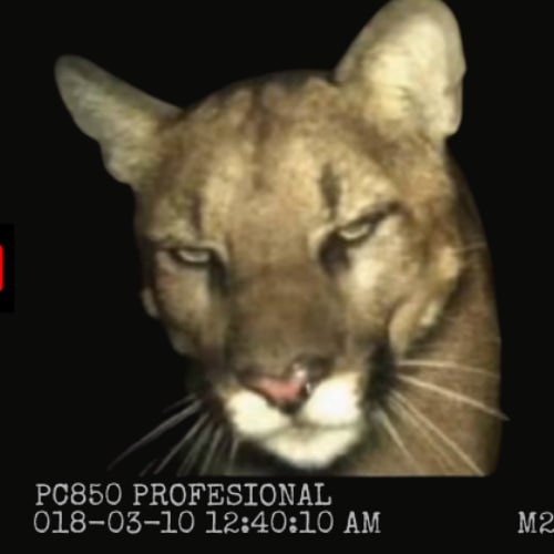 The No. 1 Mogger in the forest