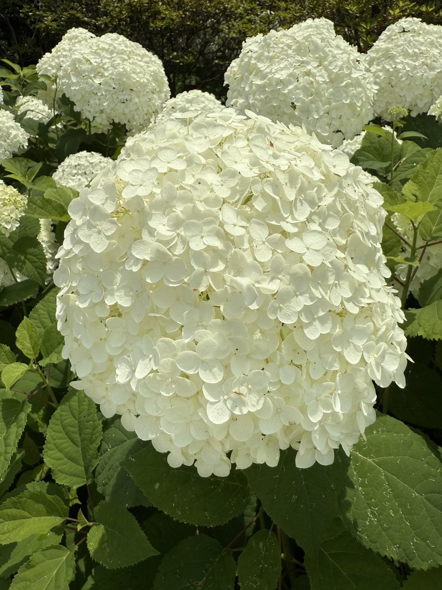 令和7年8月24日日曜日
おはようございます☺️