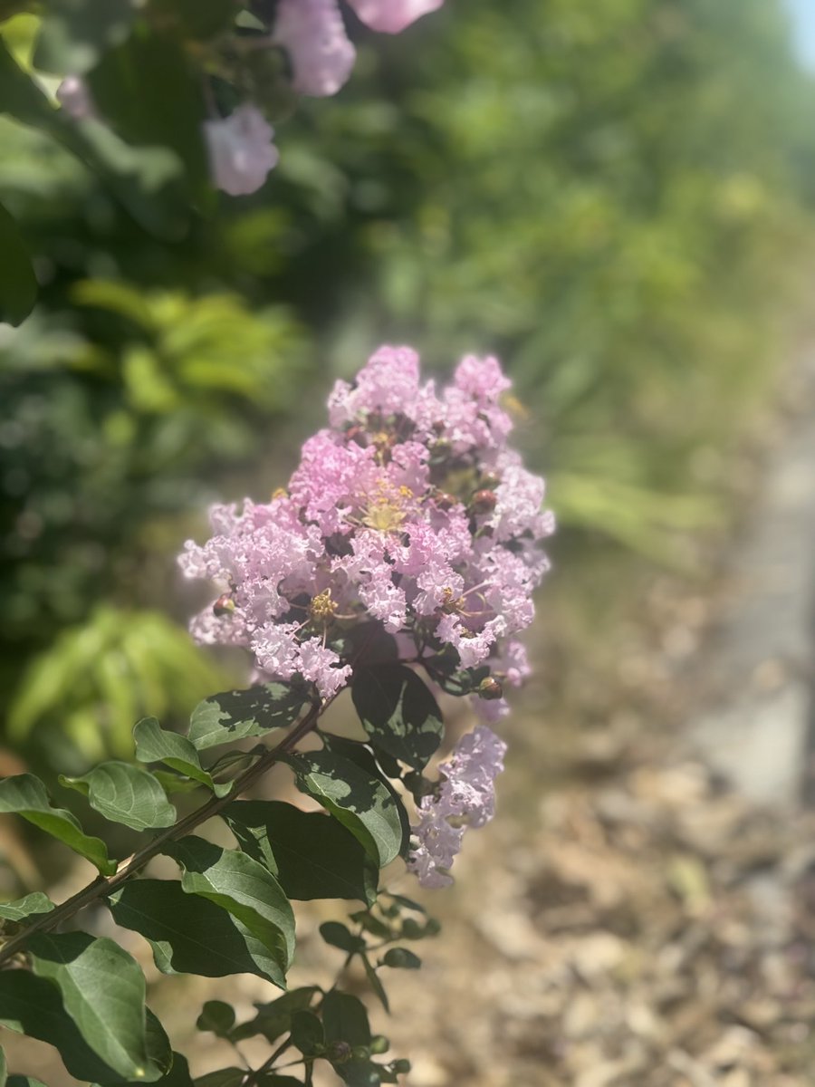 道端に咲いていた花🌸