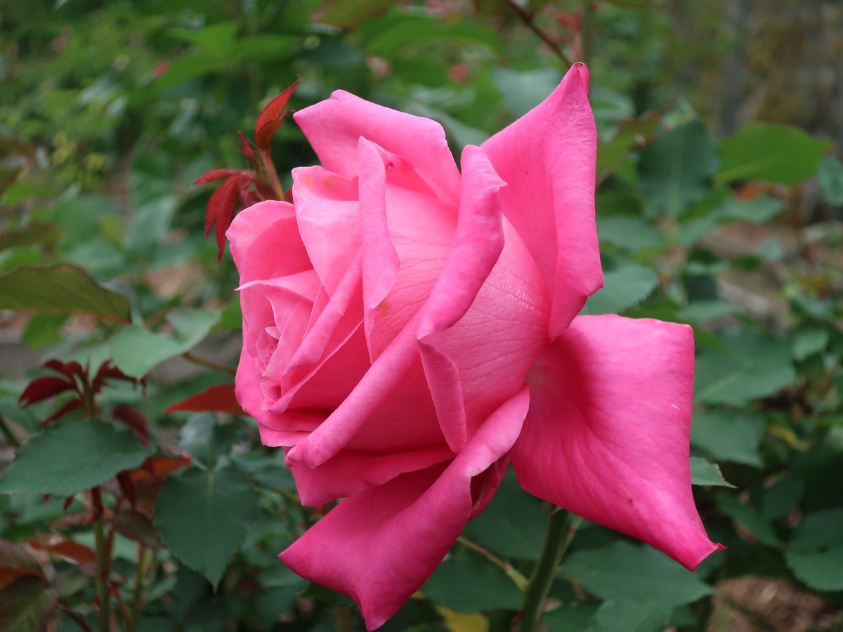 おはようございます。