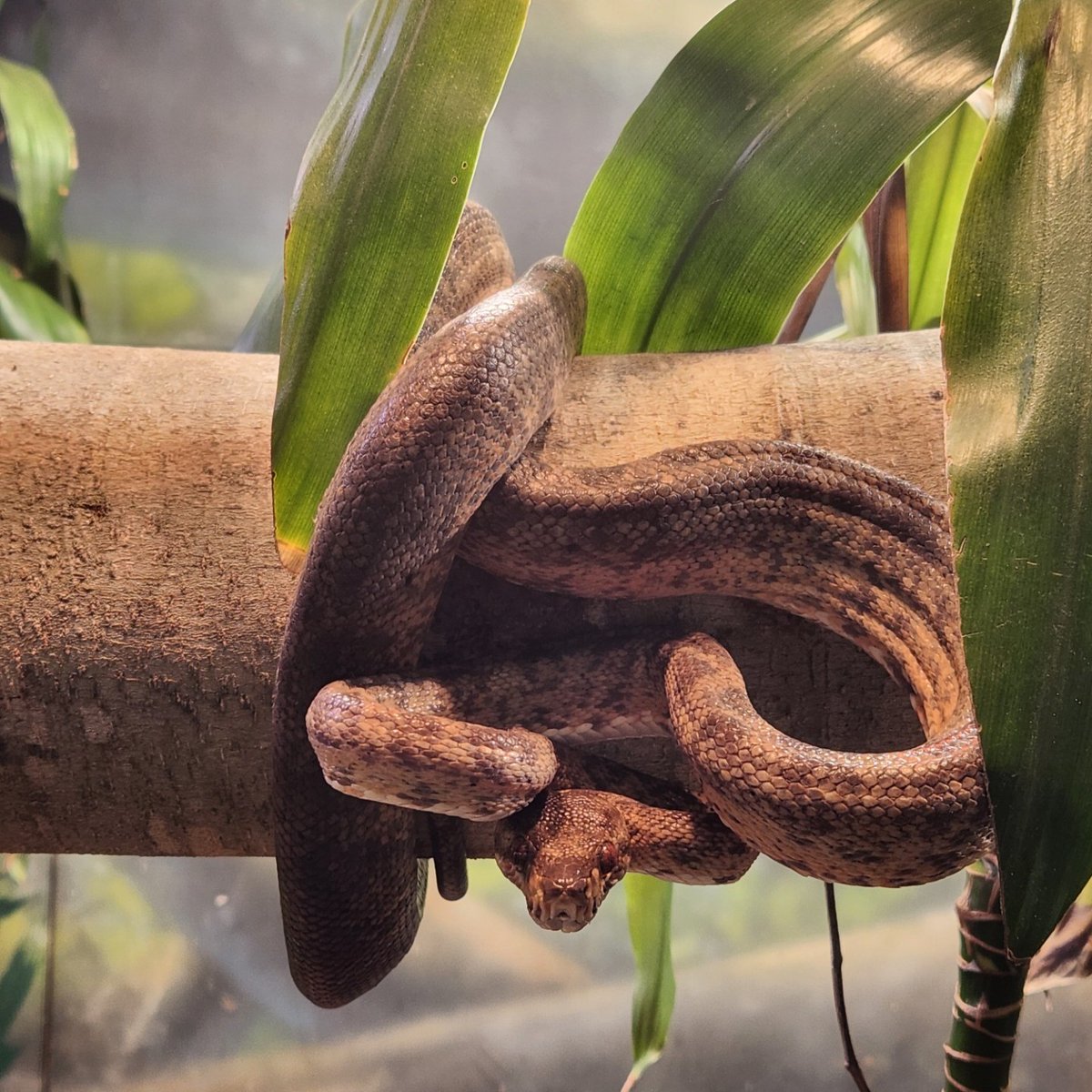 Happy SSSSSSSaturday from Kronk the Amazon tree boa! 🐍🧡

📸: Keeper Shelby