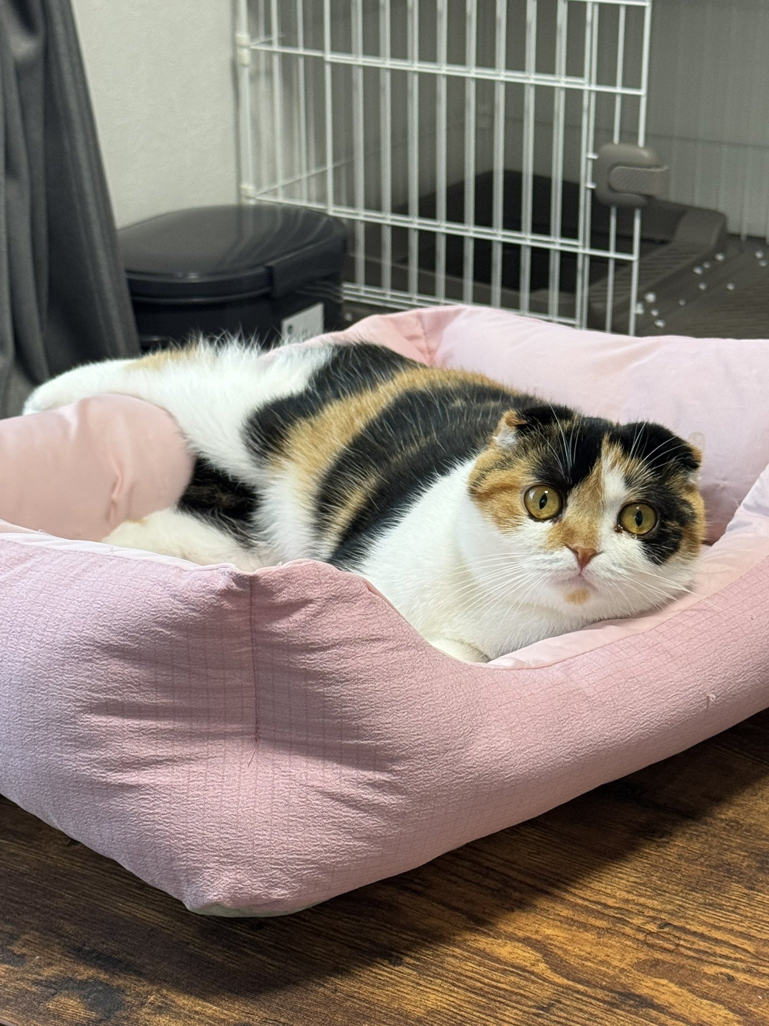 セバスチャン@GB35Oセパハン部 (@masterartist01) / X