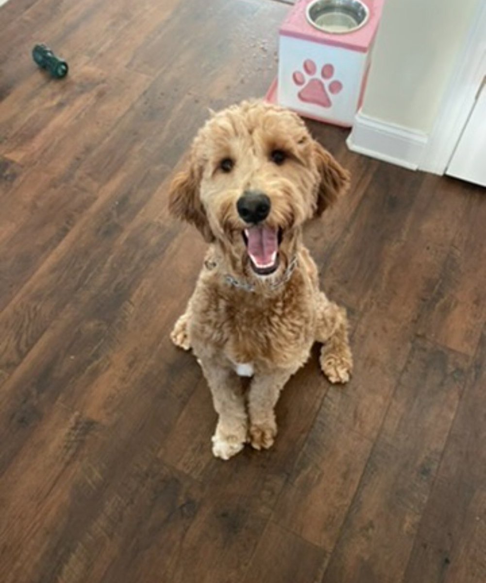 Coach Tommy Farrell (@coachtfarrell) on Twitter photo Today we had to say goodbye to our sweet dog Pinot after her battle with epilepsy. This has been the hardest week of our lives, but through the pain we hold onto our faith in God and trust that brighter days are ahead. ❤️🐾
<a href="/sophsfarrell/">Sophie Farrell</a> Today we had to say goodbye to our sweet dog Pinot after her battle with epilepsy. This has been the hardest week of our lives, but through the pain we hold onto our faith in God and trust that brighter days are ahead. ❤️🐾
<a href="/sophsfarrell/">Sophie Farrell</a>