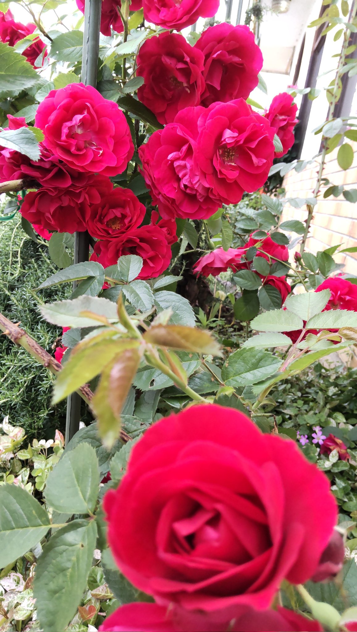ROSE❣️お月見アレンジ❁⃘*.゜ 真弓仁侑 on X: 