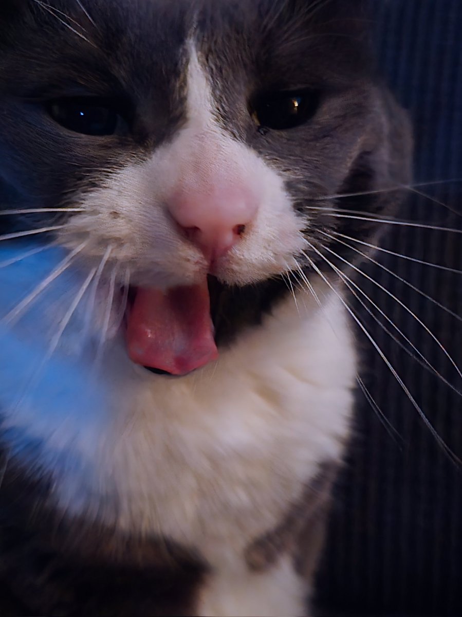 I have the world's most photogenic cat 🤣🤣