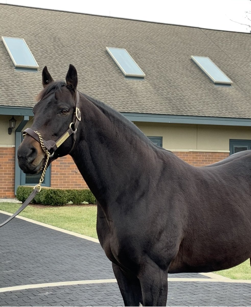 AHughesMedia's tweet image. In the wake of Sovereignty’s Travers masterclass, let’s bend the knee to his amazing broodmare sire and 2006 Travers hero Bernardini, who has sired 2 Travers winners and is the broodmare sire of 2018 Travers winner Catholic Boy in addition to the bay king who just romped.
