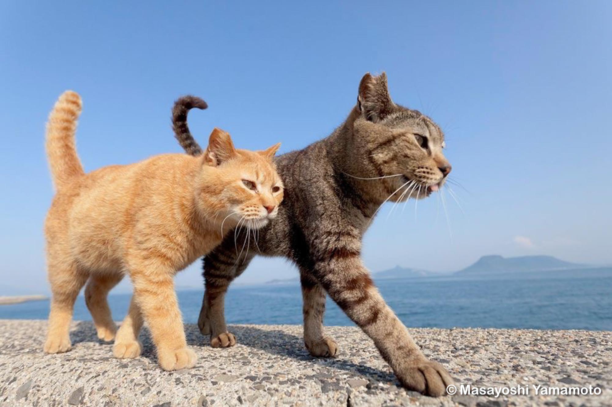 サイヤ猫 ︎山本 正義 (Masayoshi Yamamoto)立ち猫®︎ on X: 