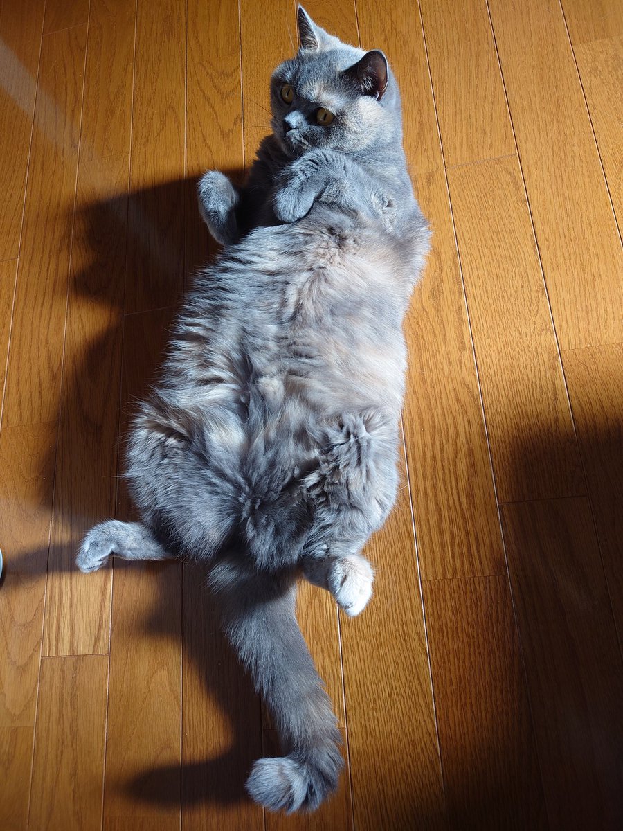 おはモカちゃん
#ブリティッシュショートヘア 
#猫のいる暮らし