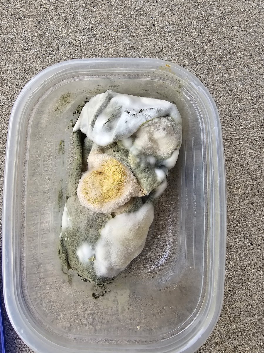 The next Covid variant will come directly from this burrito that my daughter had in her room since May.