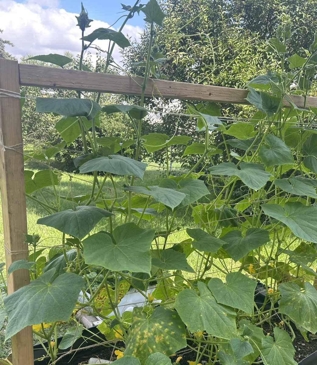 When growing Boston pickling cucumbers you may notice the lower leaves turning brown or yellow. When they completely turn color. Cut the leaves off to focus growth towards the top of the plant and fruit production. Pruning scissors can be purchased from seedvault.market