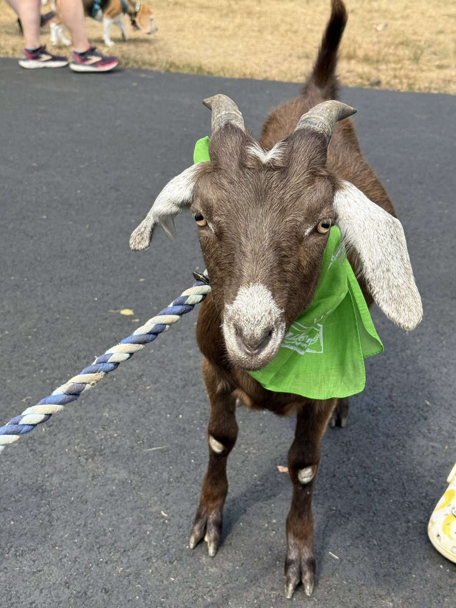 Bark in the Park Market, Expo, + Food Truck Festival

What a great day to spend outside hanging out with some doggos! And a goat. 🐕🐐 100% still would have offered a Milk Bone and a tablet.