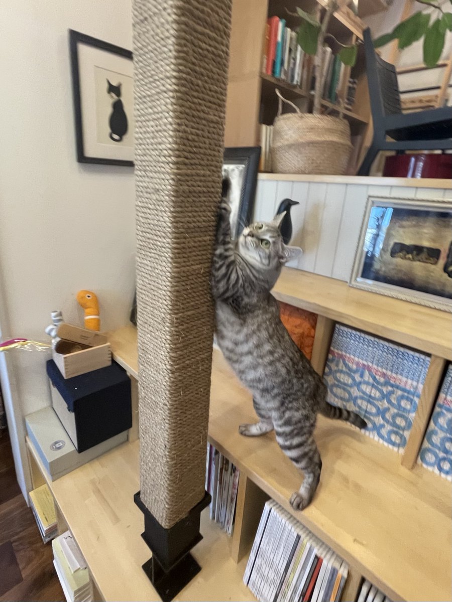 猫柱
#猫と暮らす
#猫のいる暮らし