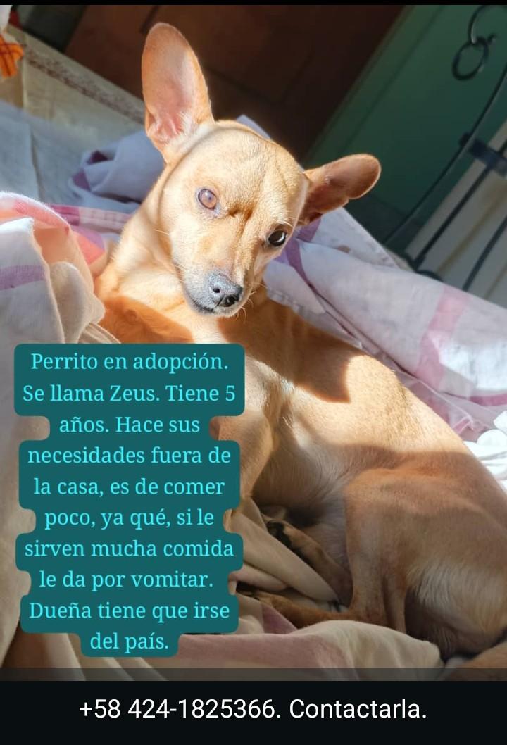 Zona Caracas, Guarenas, Guatire 🙏🏻❤️🐶