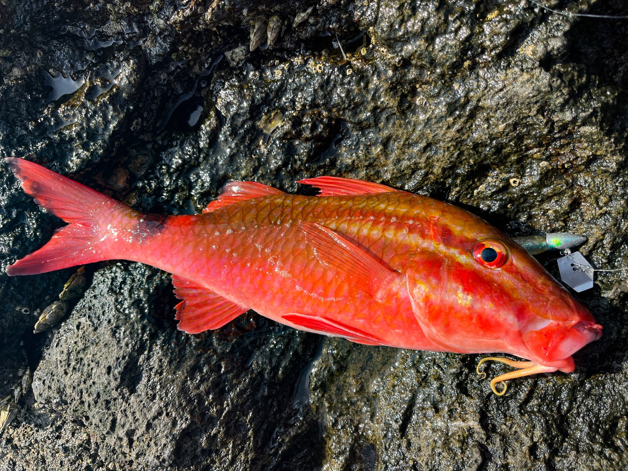 チキュー (@chikyu523) / X