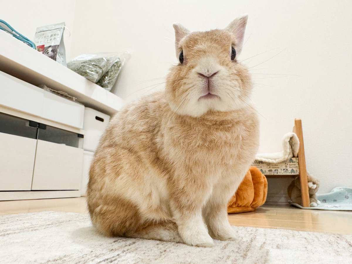 うさぎのタルトさんち🐰Tart&Chiffon (@tart_san) / Posts / X