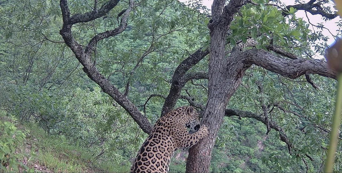 #MedioAmbiente | Cámaras trampa en San Dimas registraron la presencia de especies emblemáticas como el jaguar y la guacamaya verde 🐆🦜. Autoridades destacaron que la zona es un importante refugio de biodiversidad en Durango. #MunicipiosDurango