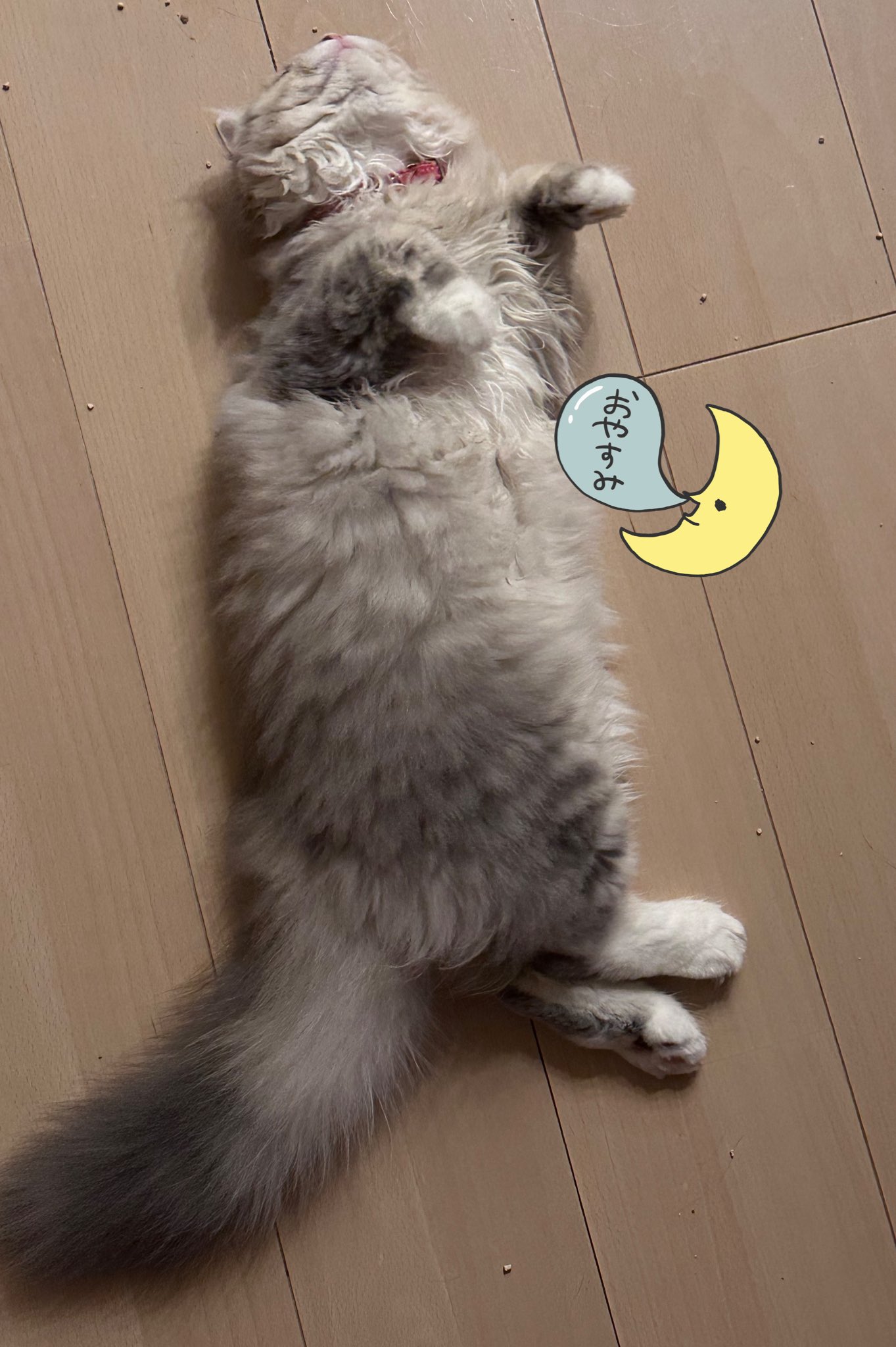 ねここ🐈🐈‍⬛🫸🤓 Twitch (@Necoco_002) / X