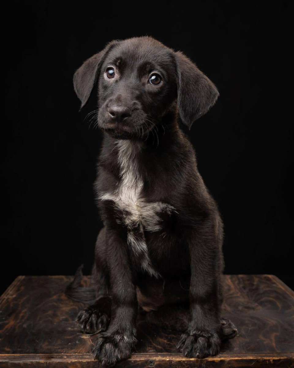 🟢 ¿ME ADOPTAS?
¡Me llamo Félix! Conoce más 👇🏻

♂️ Macho | 4.5 meses | talla mediana
✅ Desparasitado y vacunado
💟 Convive con perritos y gatitos
🗺️ Adopción en CDMX

☎️ ¡Conóceme! 
Mariana 
Wa.me/525513970596