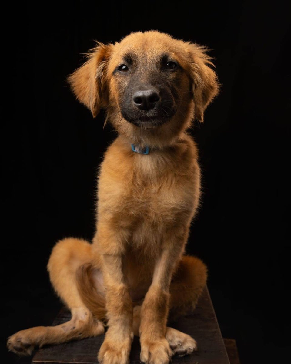 🟢 ¿ME ADOPTAS?
¡Me llamo Ángeles! Conoce más 👇🏻

♀️ Hembra | 5 meses | talla mediana
✅ Desparasitada y vacunada
💟 Convive con perritos y gatitos
🇲🇽 Adopción en CDMX

☎️ ¡Conóceme! 
Mariana 
Wa.me/525513970596 🐾