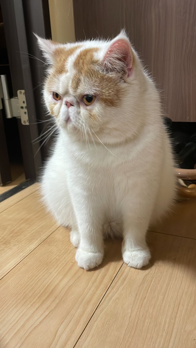 こんぶちゃん、今日も暑いね、良い子にお留守番しててね。