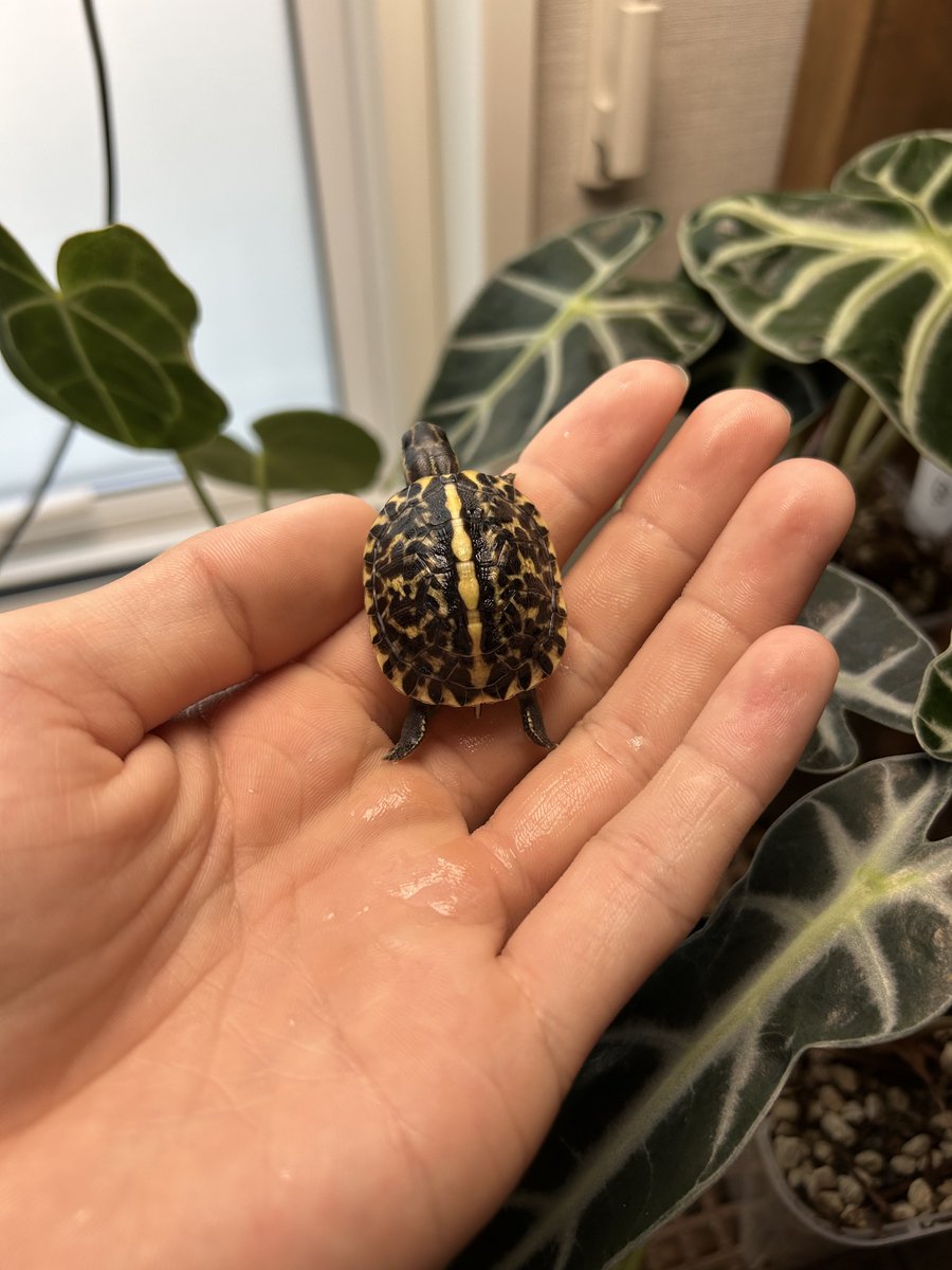 新たにフロリダハコガメをお迎えしました。見ての通りキール 縁甲板の柄がすごく黄色く既に甲高です🐣💫期待大！
 #フロリダハコガメ