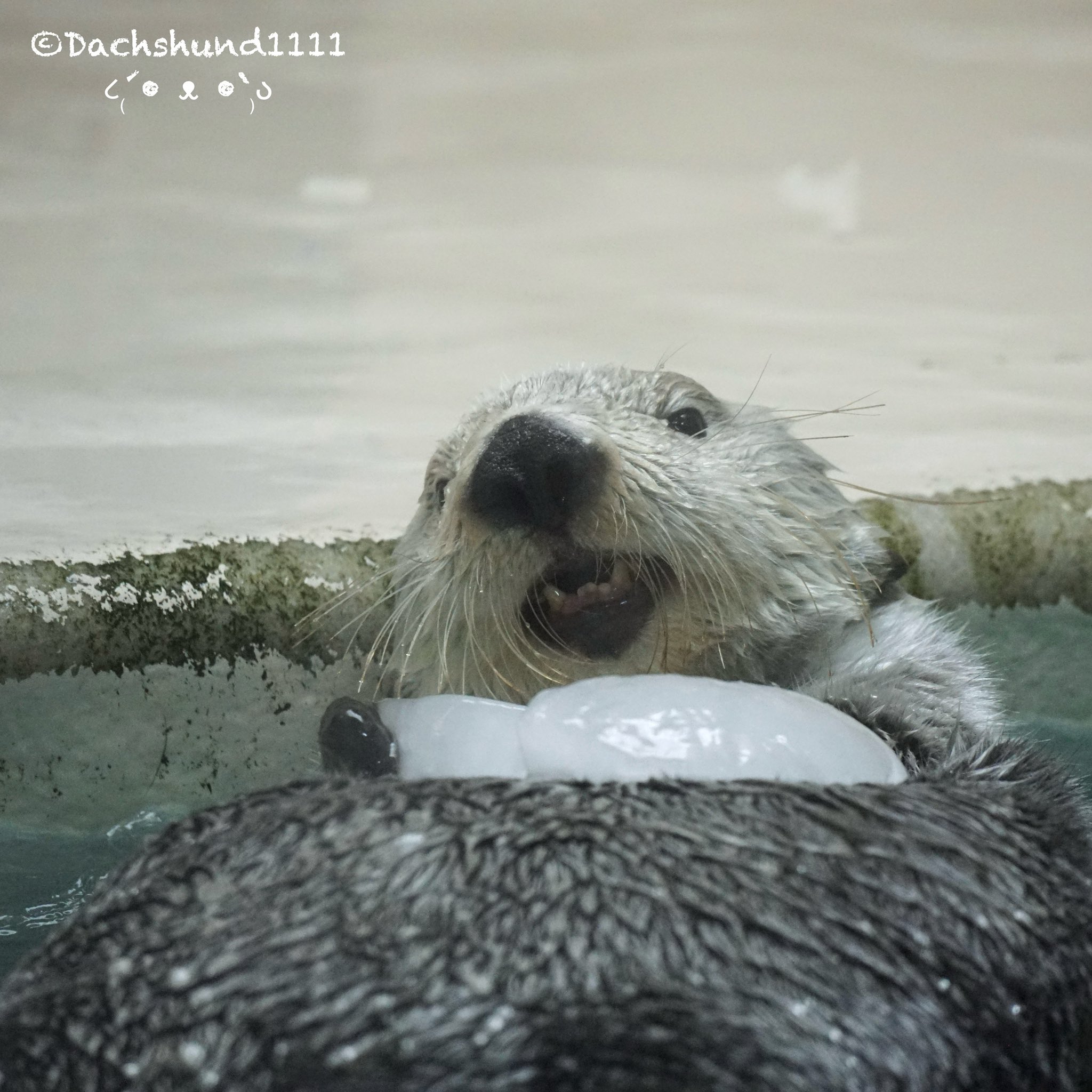 ラッコ☺︎ seaotter🦦 ・ #ラッコ #ラッコ好き #らっこ #イラスト
