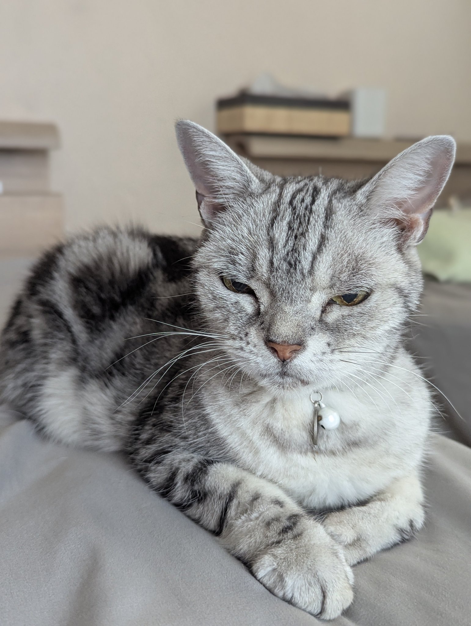 ねこ ち～ on X: 