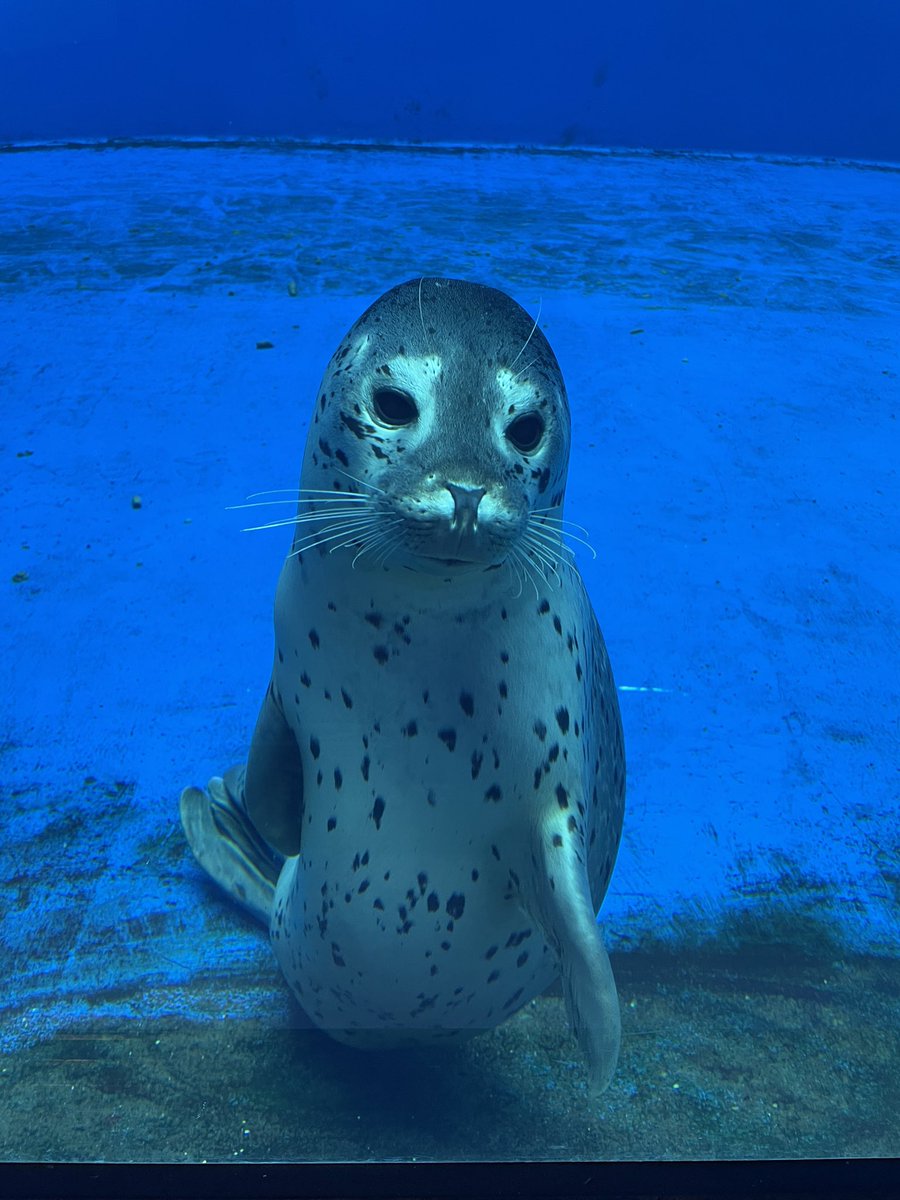 ミツバー！そろそろ開館しますよーーーー！
.
.
.
.
#上越市立水族博物館
#うみがたり
#ゴマフアザラシ