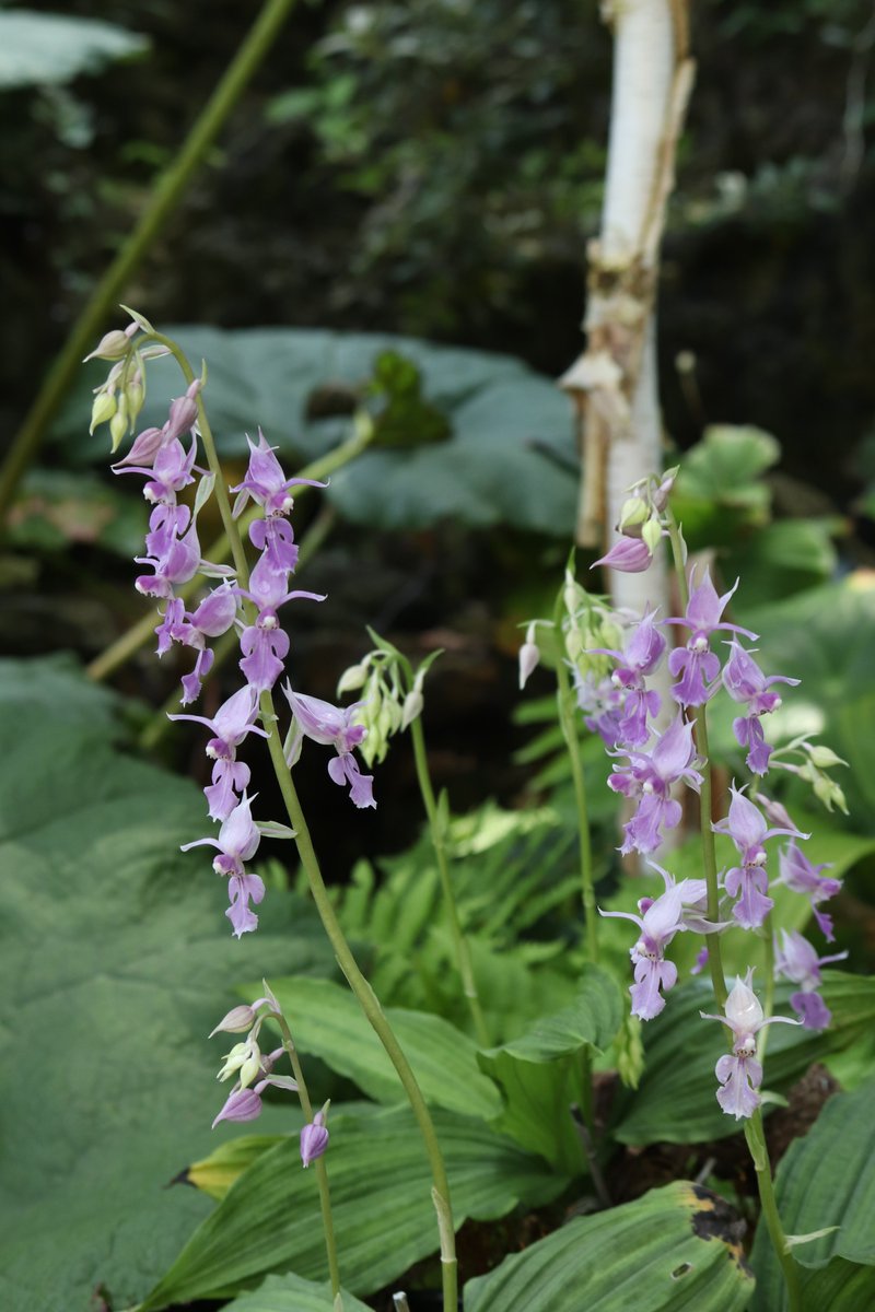 ただいま #高山植物室 にて #ナツエビネ が見頃を迎えています！
ラン科エビネ属の多年草で、地下茎がエビの背のように見えることからこの名がついています🦐
エビネの中でも夏咲きの珍しい品種で、フリルのように波打った花弁がとっても可憐ですよね☺️