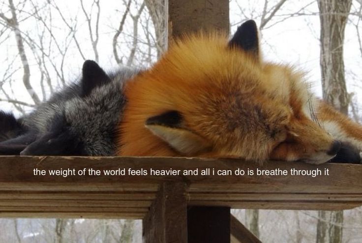 caninepoetry (@caninepoetry_) on Twitter photo 