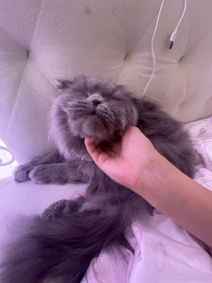 気持ちいいにゃ

#ぼくのあかたんおこめろち