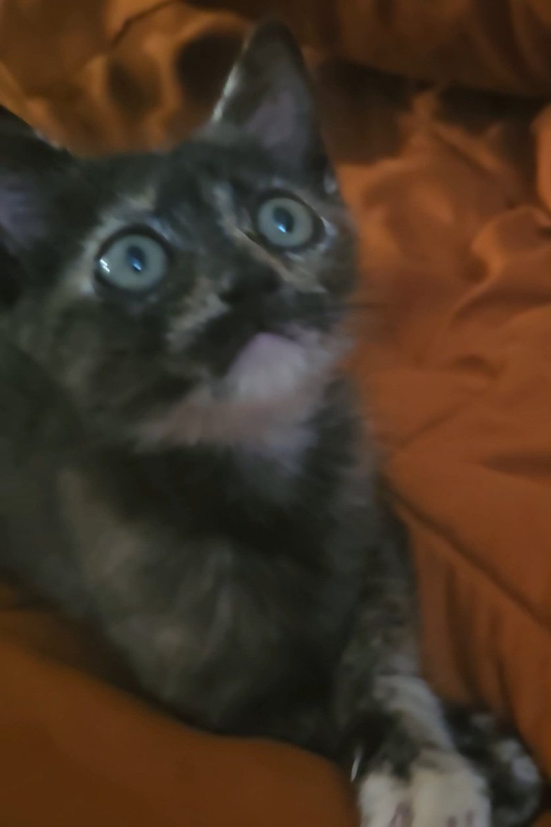 SFDCAdmin64's tweet image. Today we have a #milestone. We have our #100 #fosterkitten. She is Taquito. Adoptable by reaching out to me or #jacksonvillehumanesociety. She&apos;s not spicy; she is shy.