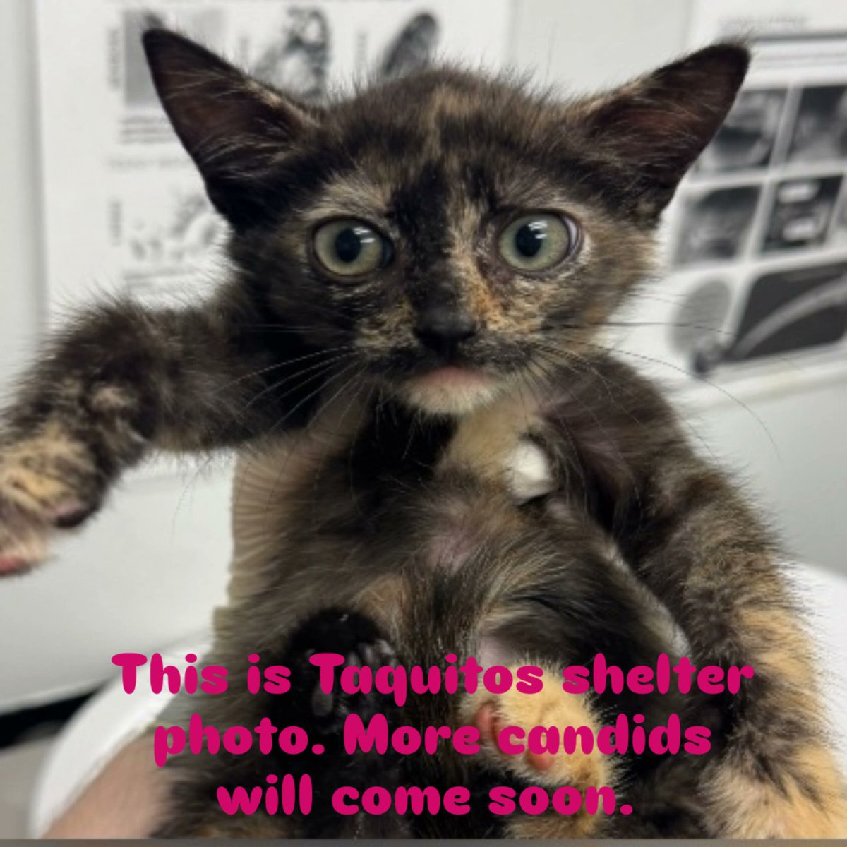 SFDCAdmin64's tweet image. Today we have a #milestone. We have our #100 #fosterkitten. She is Taquito. Adoptable by reaching out to me or #jacksonvillehumanesociety. She&apos;s not spicy; she is shy.