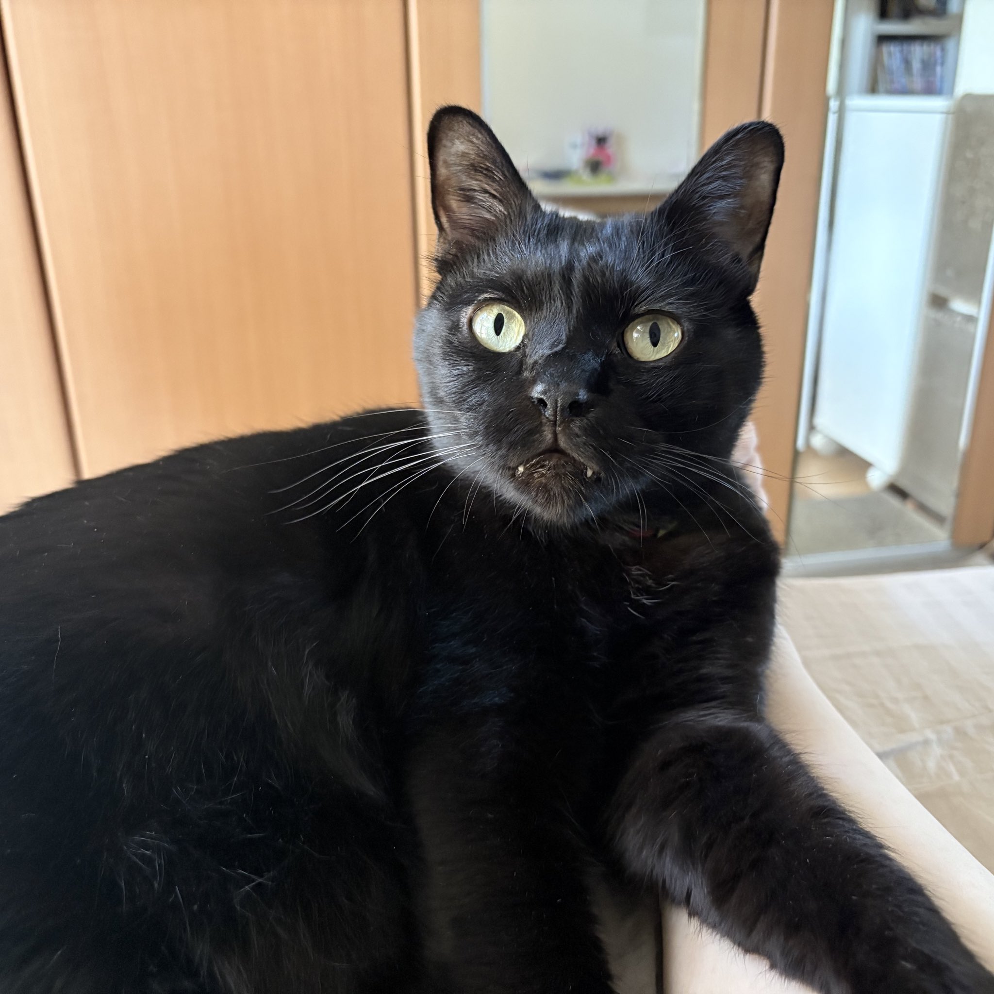 黒猫 あづま(C106本人不在、委託本あります)・16日(土)東6-エ35a on X