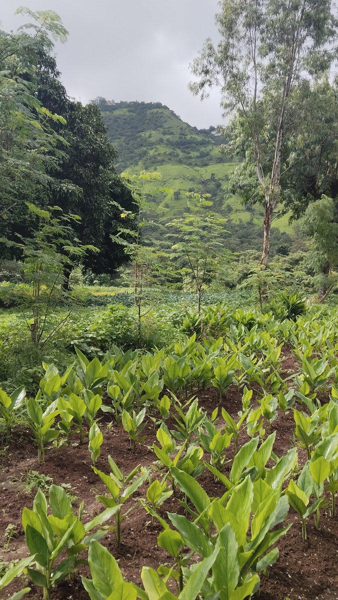 KishorWadk12676's tweet photo. 8 दिवसांनी ऊन पडलं शेतात.. उन्हाशिवाय पिकांवर तेज नाही.
#turmeric #moringatrees #घेवडा #intercrop #coconut #chikoo https://t.co/ef01ZuwPQQ