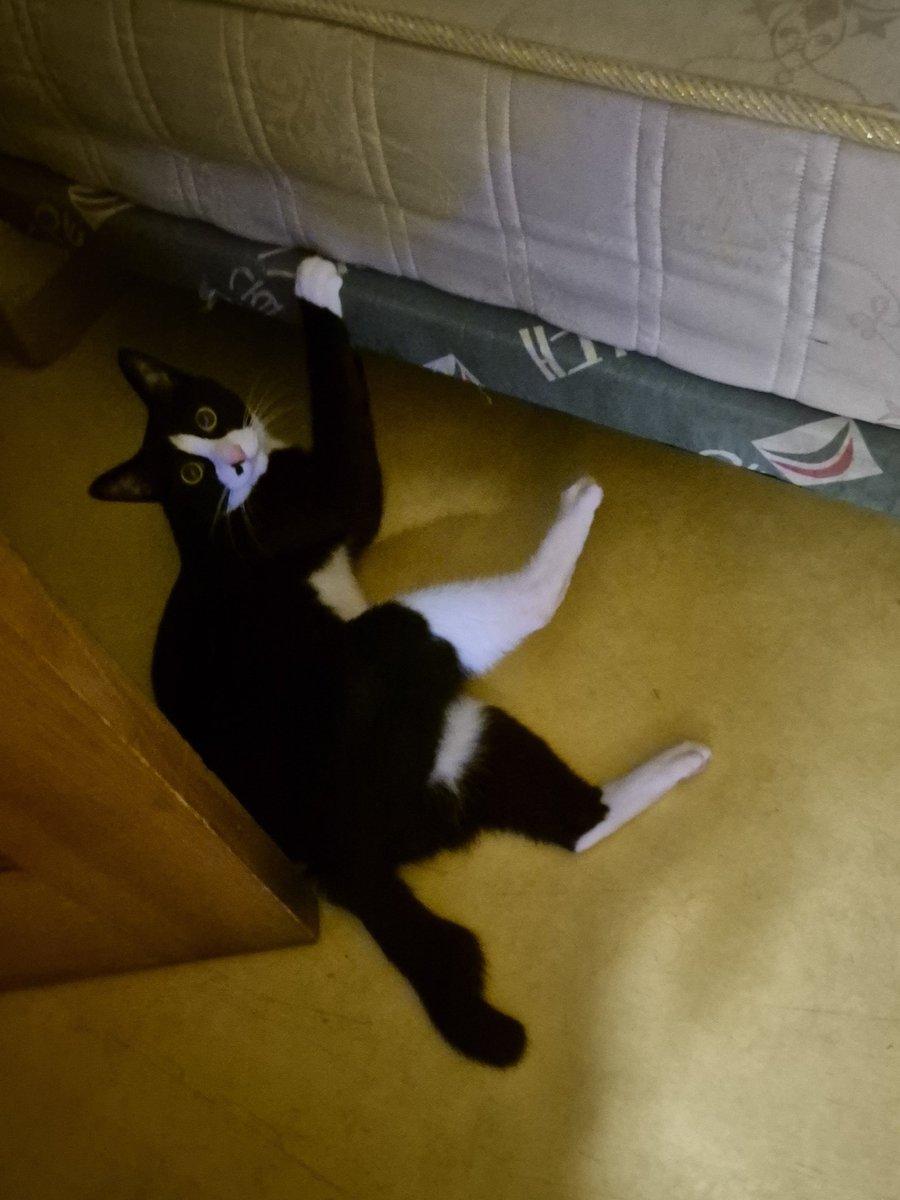 튤립씨 (@pliy_mi) on Twitter photo 